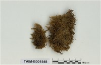 藏品(卷葉灰苔)的圖片